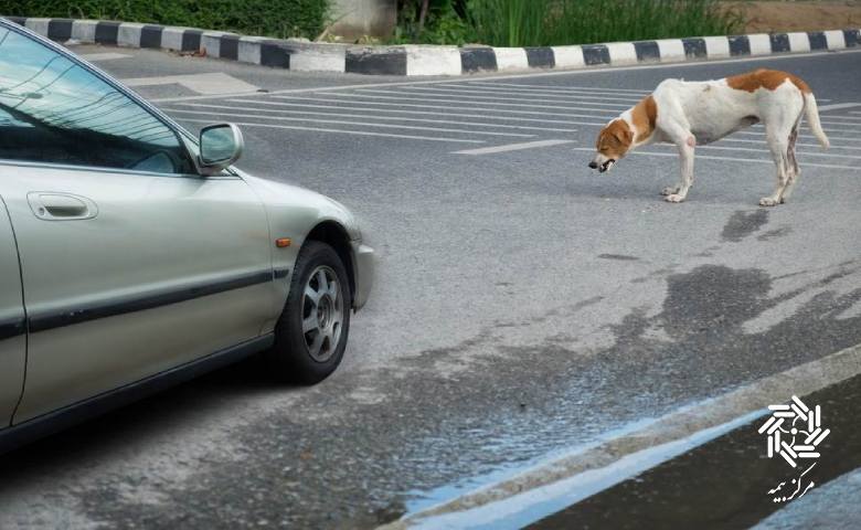 پوشش تصادفات با حیوانات